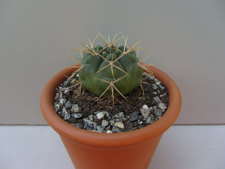 5)