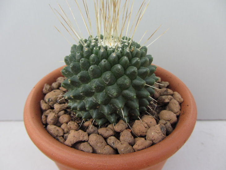 5)