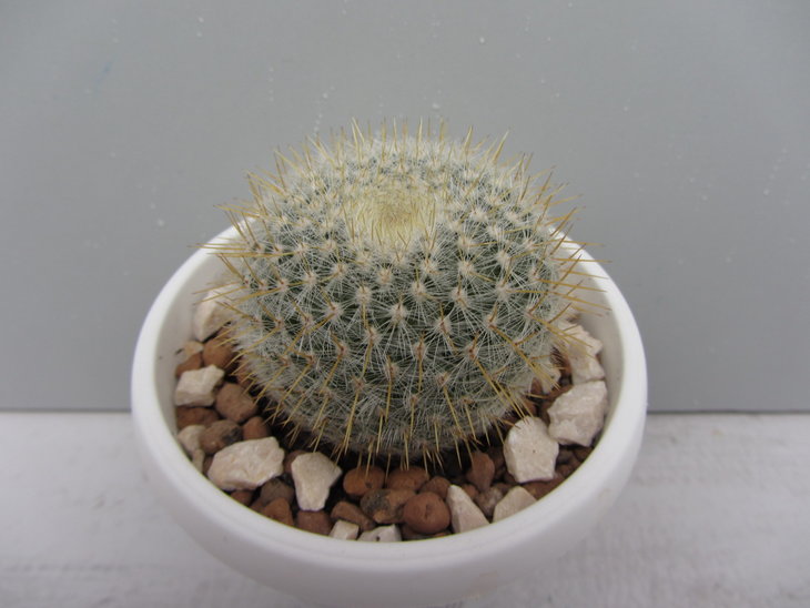 3)
