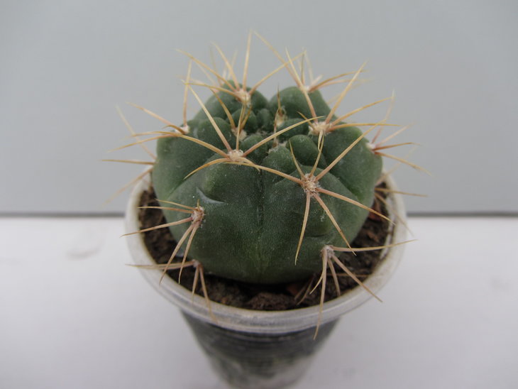 2)