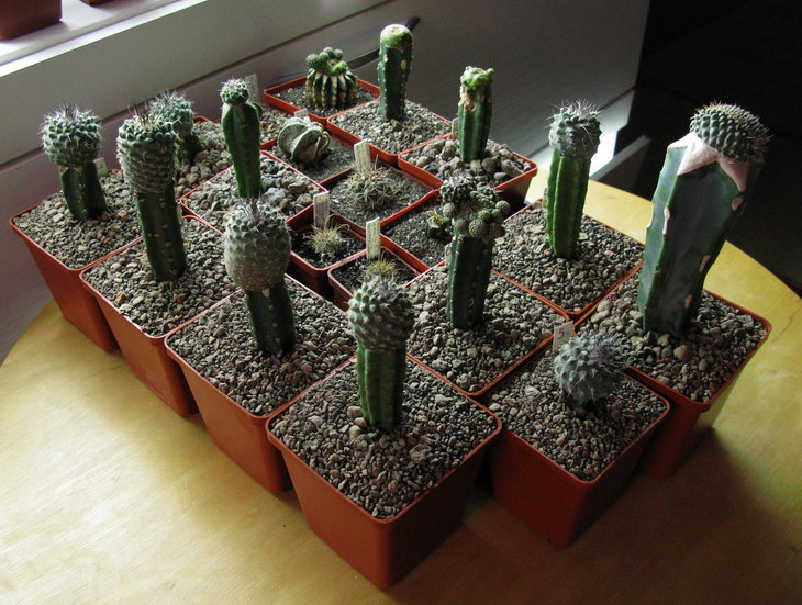 Strombocactus corregidorae RUS-333