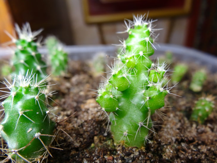 Echinocereus triglochidiatus? (Справа)