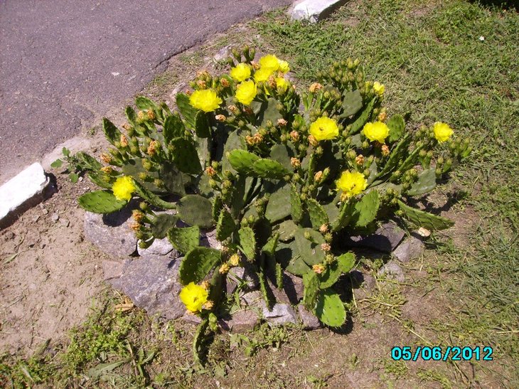 Opuntia humifusa Ю 2012.06.05.JPG