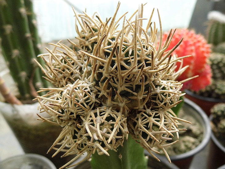 Navajoa peeblesiana
