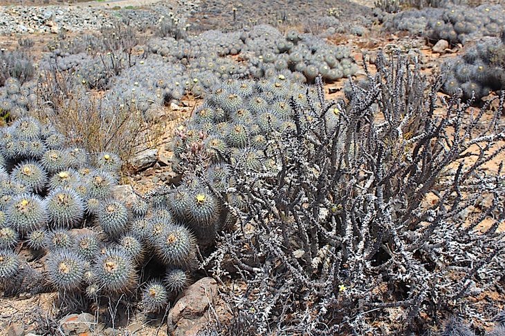 copiapoa dealbata