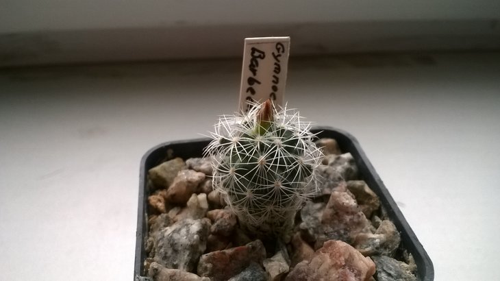 Gymnocactus knuthianus Barbechos - 13.12.14