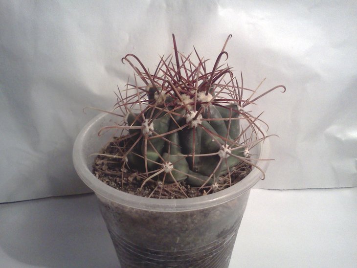 Ferocactus.jpg