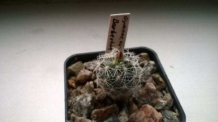 Gymnocactus knuthianus Barbechos - 13.12.14