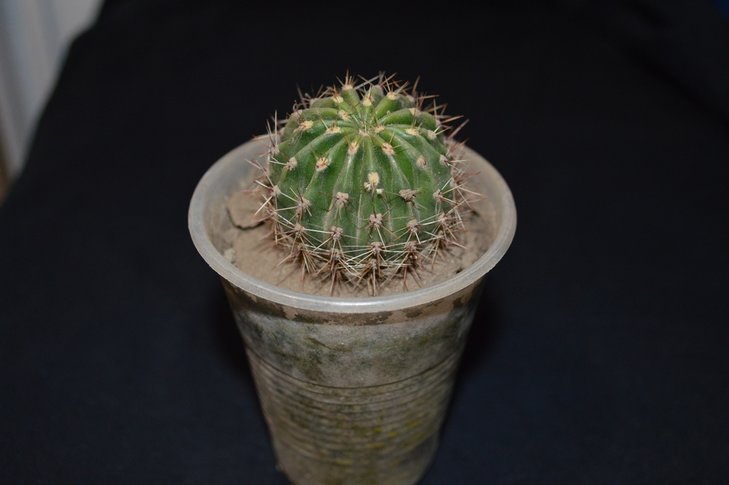 Echinopsis?