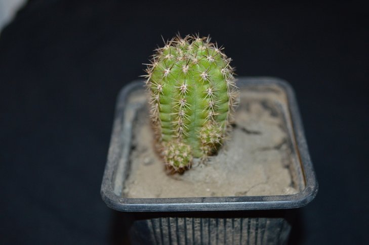 Echinocereus?