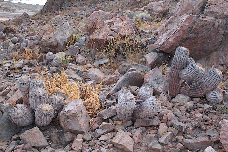 copiapoa cinerea v. albispina