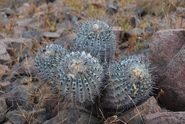 copiapoa cinerea v. albispina