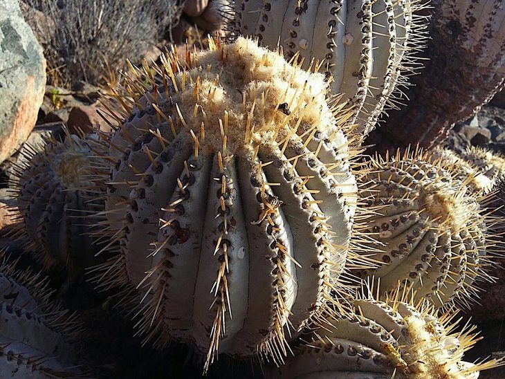 copiapoa cinerea v. albispina