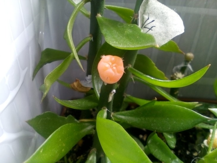 Lophophora echinata