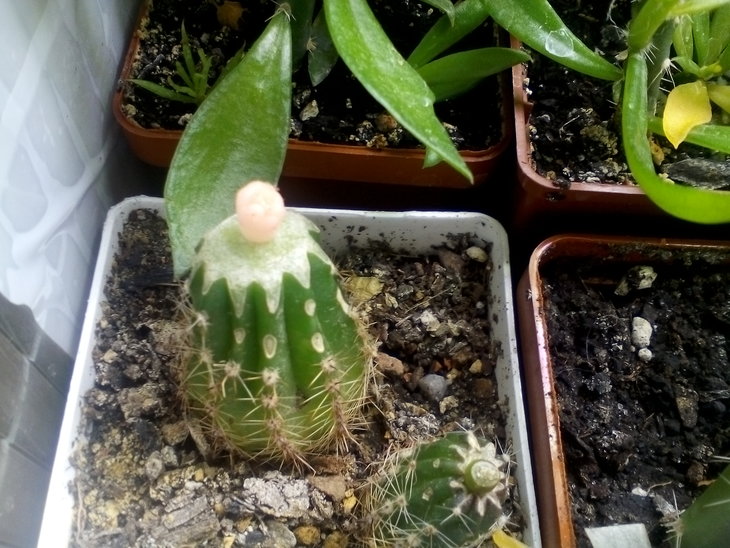 Lophophora echinata