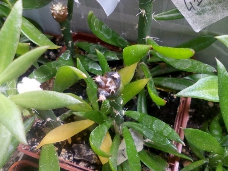 Ariocarpus fissuratus