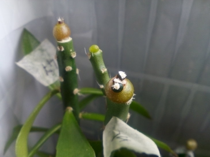 Ariocarpus kotschoubeanus