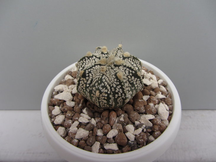 5)