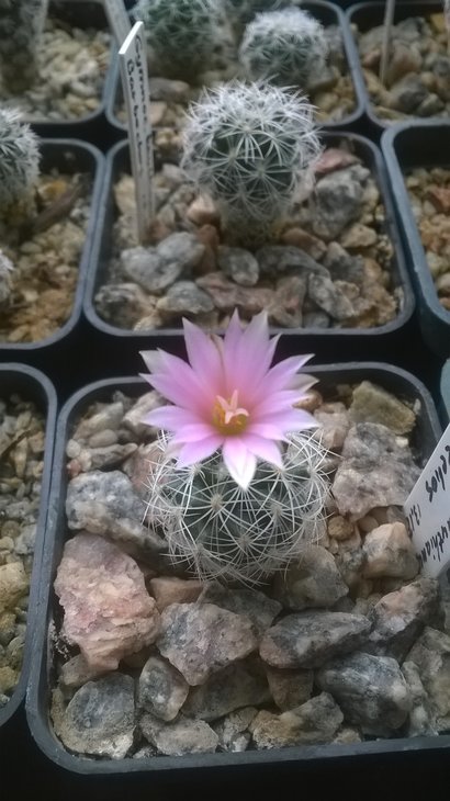 Gymnocactus knuthianus Barbechos