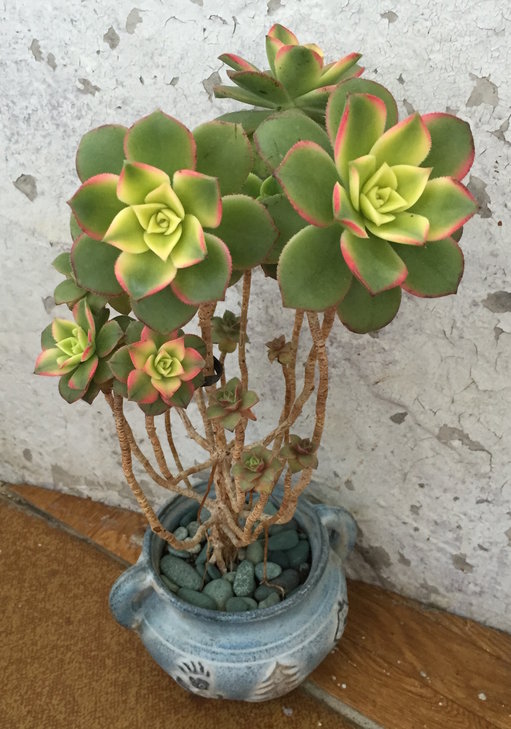 Aeonium Kiwi