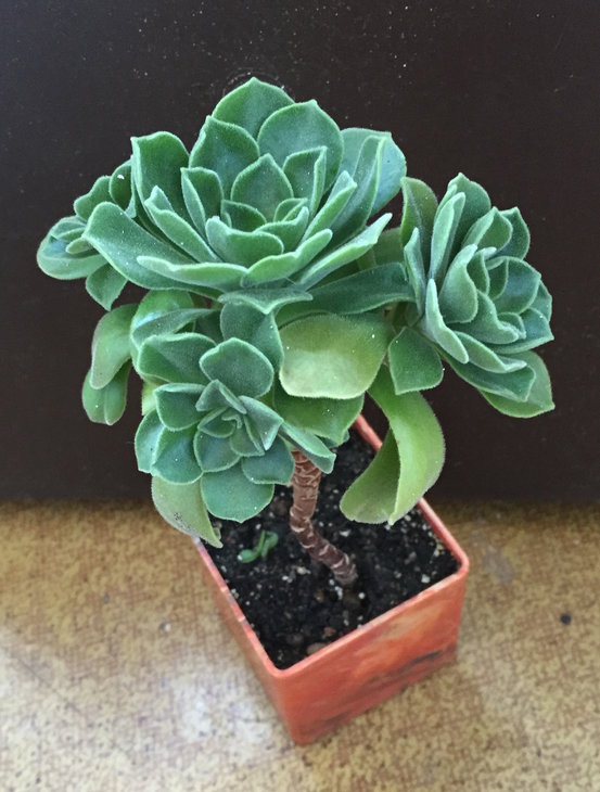 Aeonium  'Ballerina'