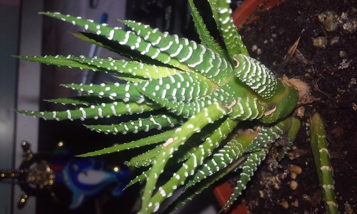 20160325_102103.jpg