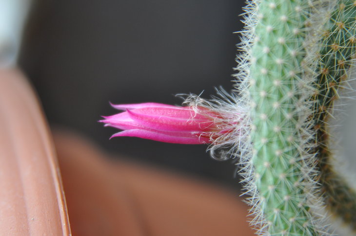 DSC_0364.jpg