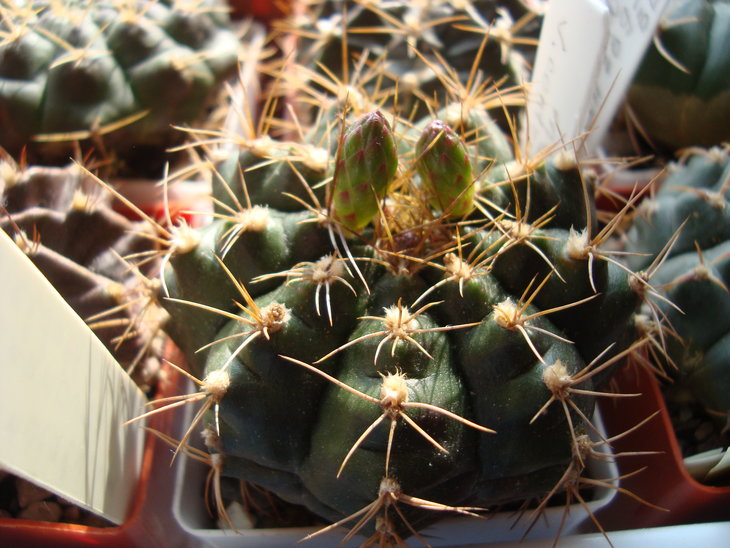 Gymn. damsii v. centrispinum