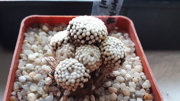 Mammillaria luethyi