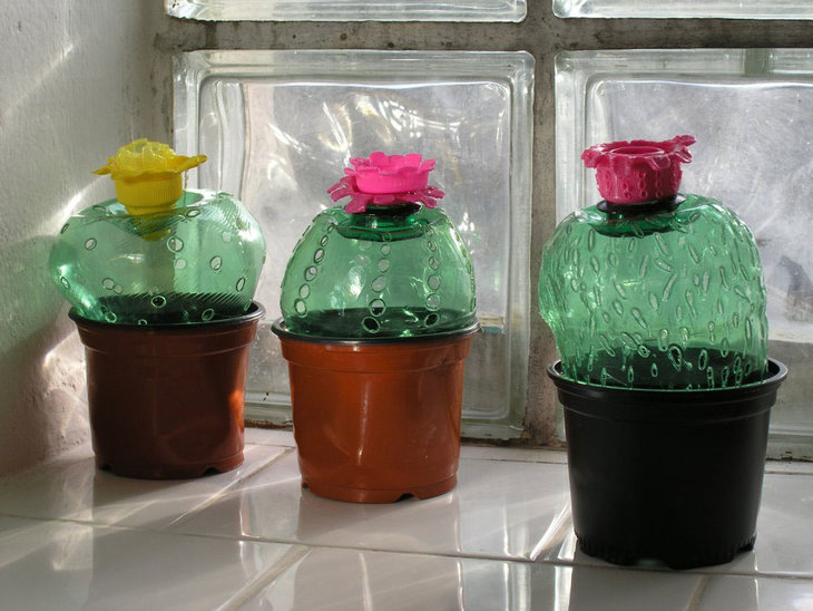 gallery_plant_163.jpg