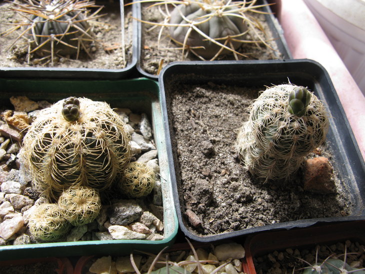 G.artigas? и G.bruchii