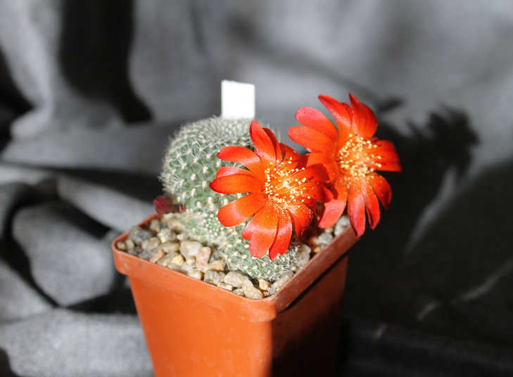 Rebutia krainziana