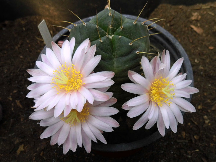 Echinocereus knippelianus