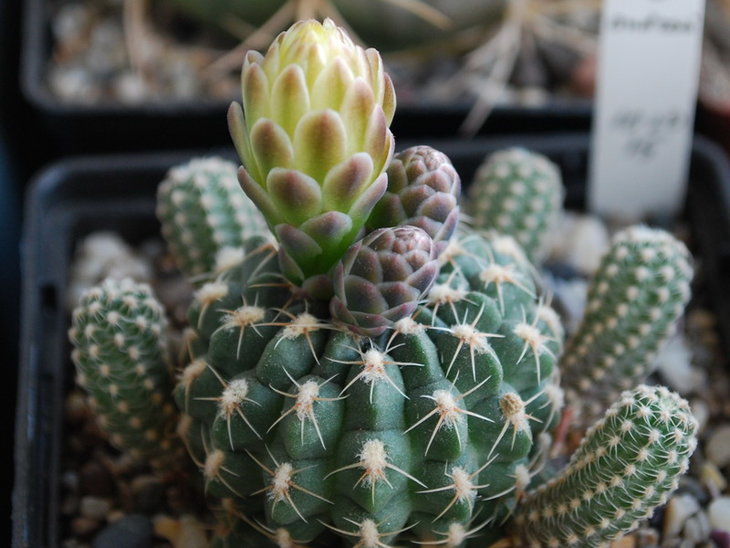 DSC_5108   G. andreae v. fechseri.jpg
