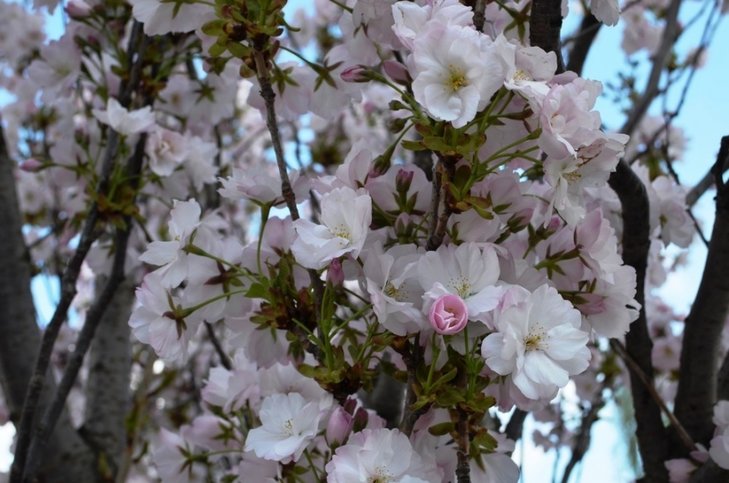 47538-v-izmaile-zacvela-yaponskaya-sakura-big.jpg
