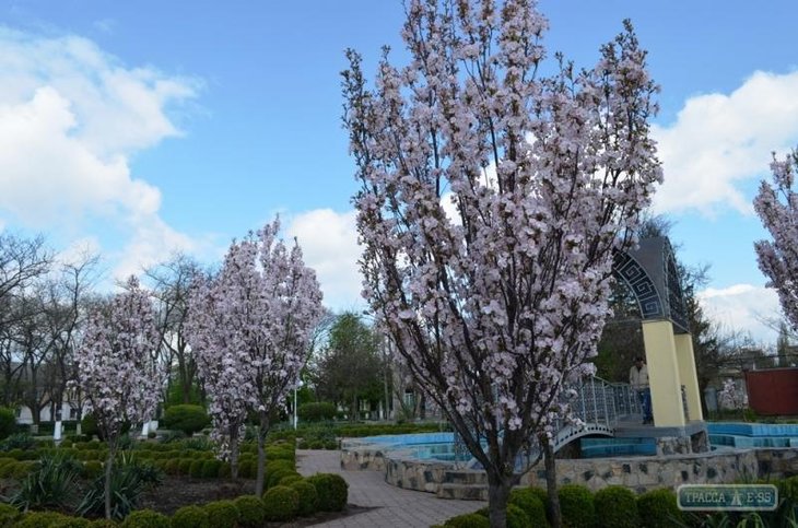 47541-v-izmaile-zacvela-yaponskaya-sakura-big.jpg
