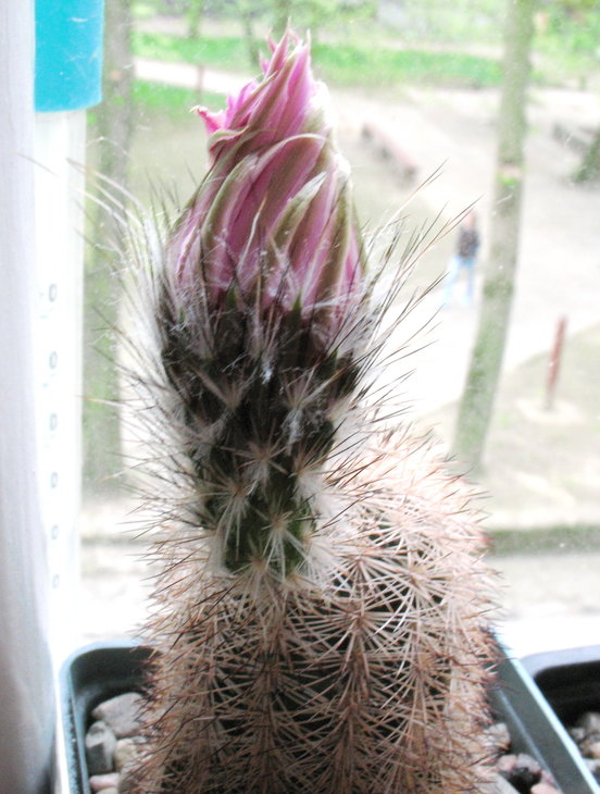 Echinocereus melanocentrus
