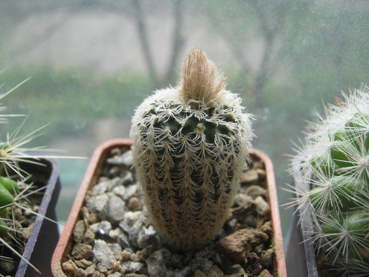 Frailea densispina AH0054