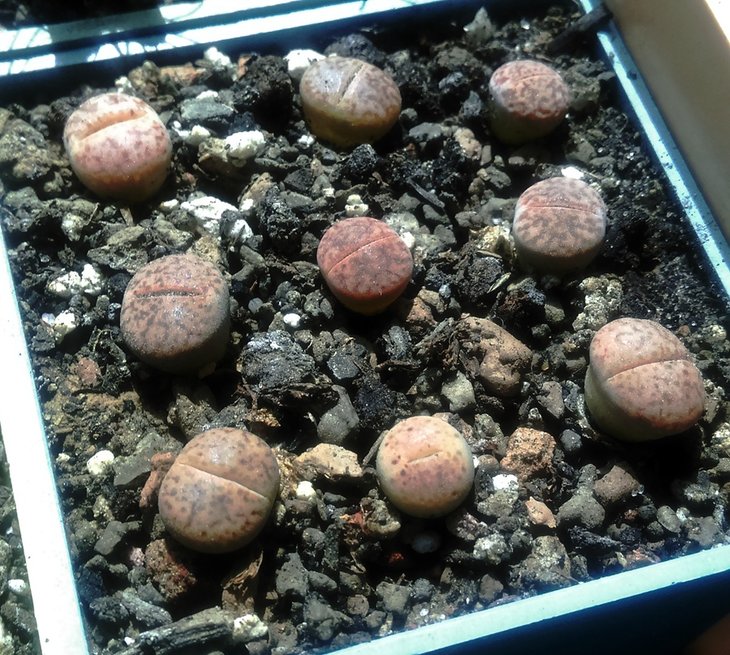 Lithops bromfieldii v. glaudinae Cole 116.jpg