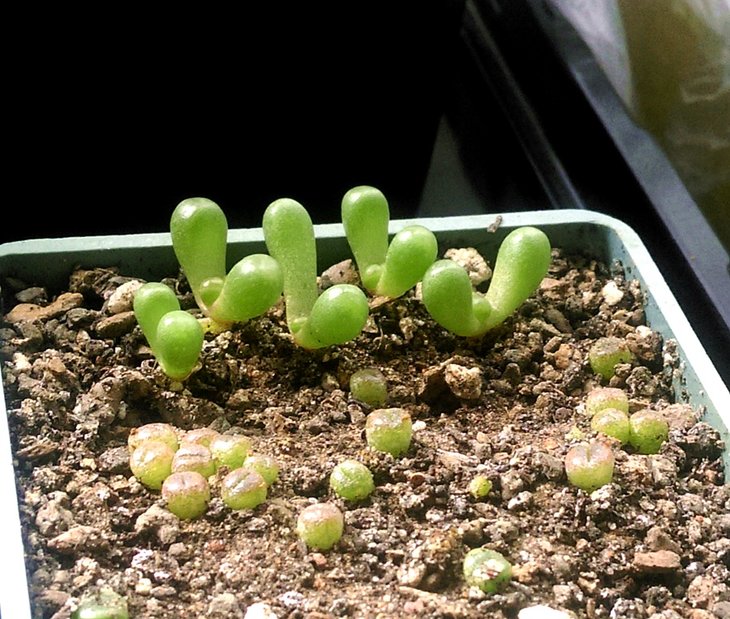 Fenestraria rhopalophylla.jpg