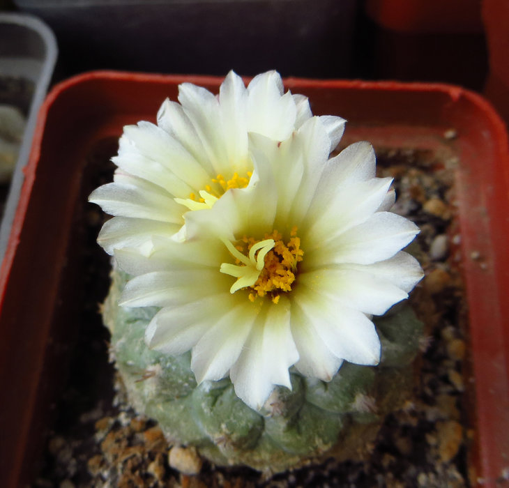 Strombocfctus diskiformis