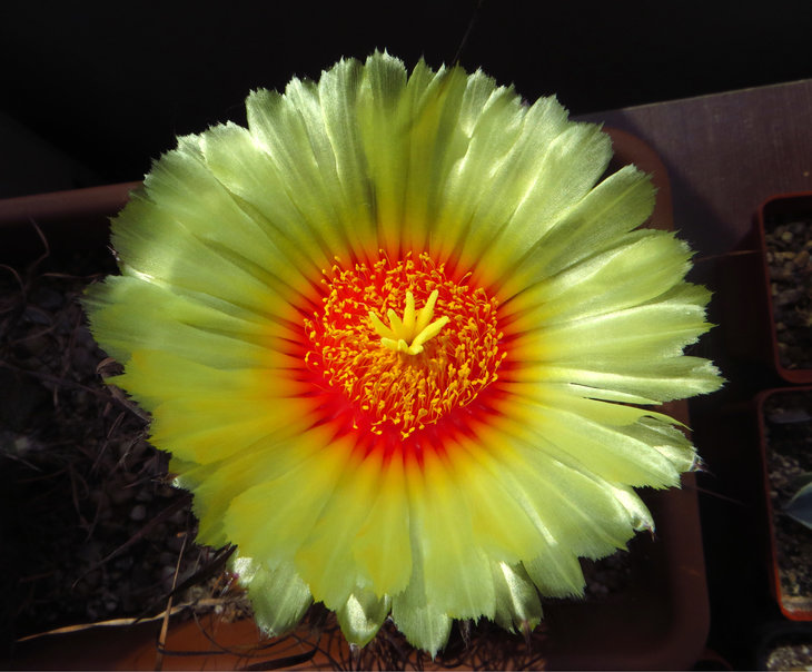 Astrophytum capricorne var. major
