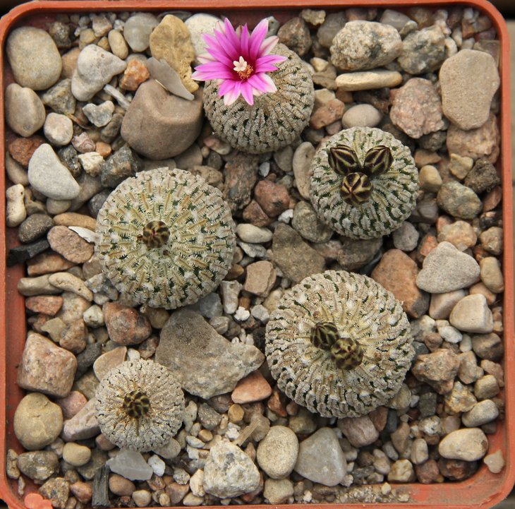 Turbinicarpus pseudopectinatus jarmilae MK40.215  La Escondido N.L.