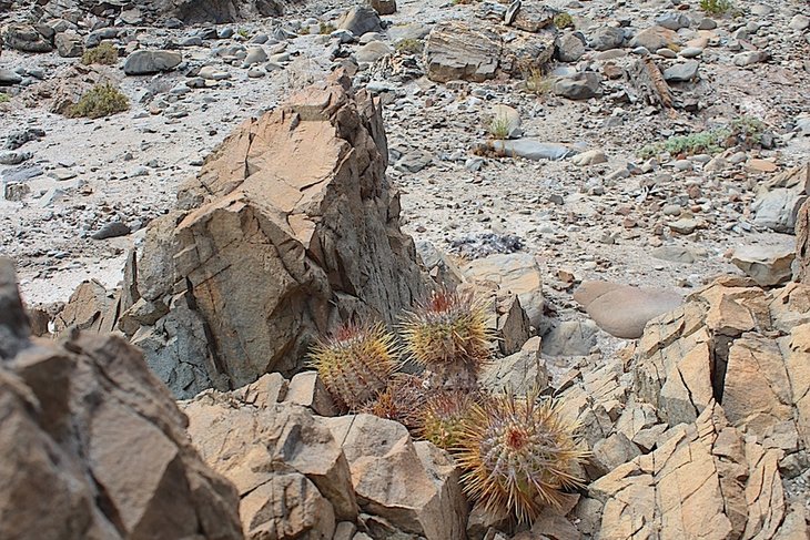 copiapoa rupestris