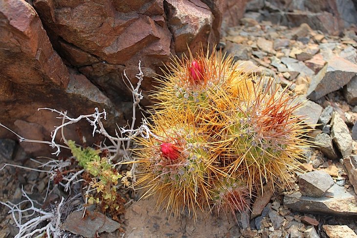 copiapoa rupestris