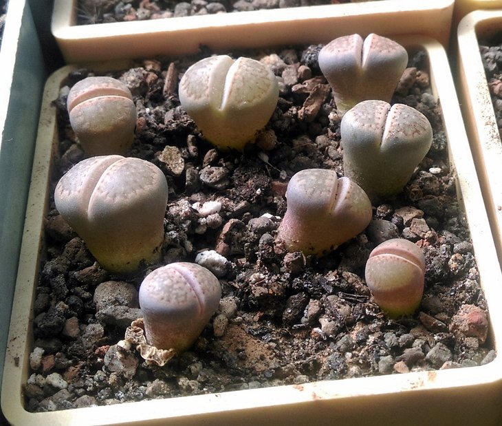 Lithops hallii v. hallii C 052_2016.jpg