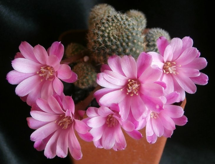 R. perplexa