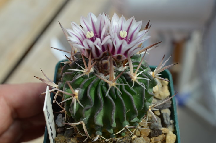 EFC violaceflorus