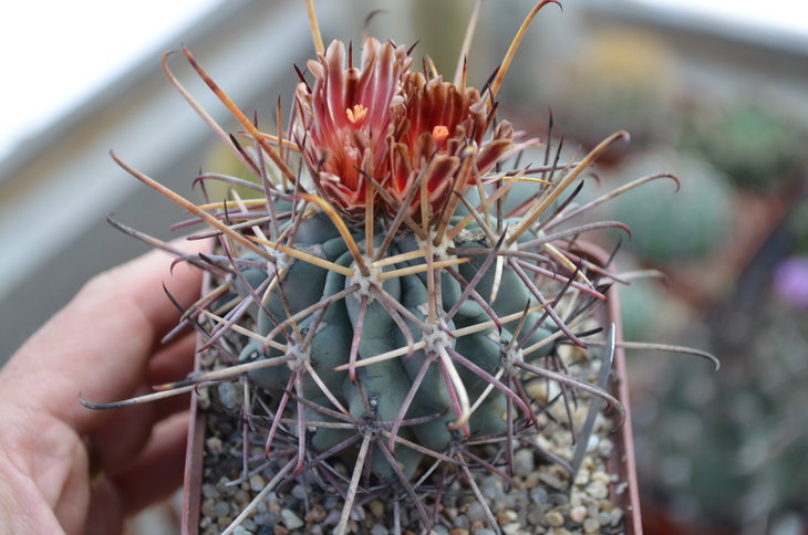 Glandulicactus uncinatus