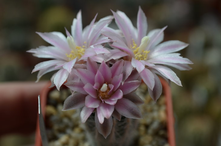 Gumnocalycium bruchii OF 25